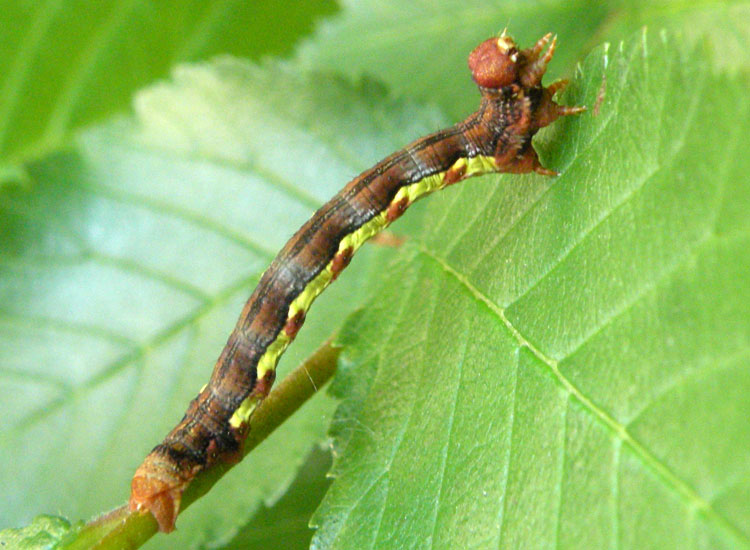 Due bruchi - E. defoliaria e Lycia sp.